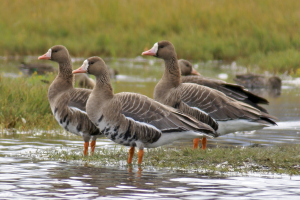 Greater White-fronted Geese